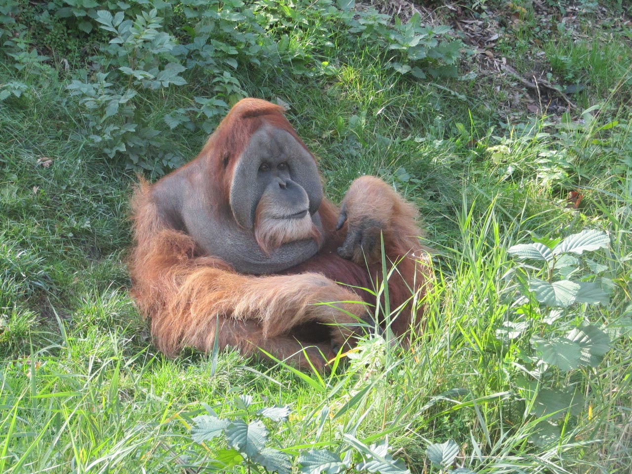Sumatra Orang Utan in Pongo